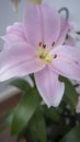 Oriental Pink Lily on white background