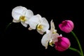 Oriental pink lotus buds and classic white phalaenopsis orchids against dark background Royalty Free Stock Photo