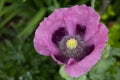 Oriental pink Poppy Papaver flowering in Padstow, Cornwall