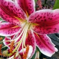 Oriental pink and white lily