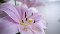 Oriental Pink Lily on white background