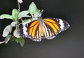 Oriental plain tiger butterfly Royalty Free Stock Photo