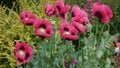 Oriental Poppies