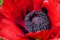 Oriental Poppy Royalty Free Stock Photo