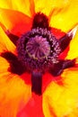 Oriental Poppy - abstract Royalty Free Stock Photo