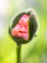 Oriental poppy bud opening Royalty Free Stock Photo