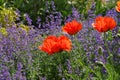 Oriental poppy and catmint Royalty Free Stock Photo