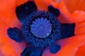 Oriental poppy flower close up Royalty Free Stock Photo