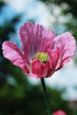 Oriental poppy in  my garden. Royalty Free Stock Photo