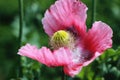 Oriental poppy in  my garden. Royalty Free Stock Photo