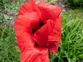 Oriental Poppy (Papaver orientale) \'Beauty of Livermere\' with large, papery, cup-shaped, red flowers Royalty Free Stock Photo