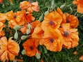 Oriental Poppy Or Papaver Orientale In Bloom Royalty Free Stock Photo