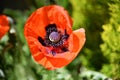 Oriental Poppy - Papaver orientale - Great Scarlet Poppy