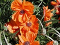 Oriental Poppy Or Papaver Orientale In Bloom Royalty Free Stock Photo