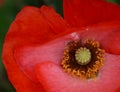 Oriental poppy