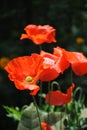 Oriental poppy taking sun shine