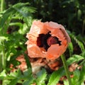 Oriental Papever Poppy unfolding petals in sunlight Royalty Free Stock Photo