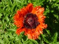 Oriental Ruffled Princess Orange Poppy Close-up Royalty Free Stock Photo