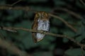 Oriental scop owl bird Royalty Free Stock Photo