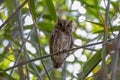 The Oriental Scops Owl bird