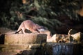 Oriental Short-clawed Otter On Rock by Water