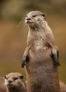 Oriental Short-Clawed Otters Royalty Free Stock Photo