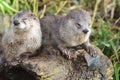 Oriental short clawed otters aonyx cinerea Royalty Free Stock Photo