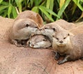 Oriental Short Clawed Otters Royalty Free Stock Photo