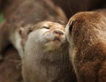 Oriental Short Clawed Otters Royalty Free Stock Photo