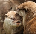 Oriental Short Clawed Otters Royalty Free Stock Photo