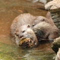 Oriental Short Clawed Otters Royalty Free Stock Photo