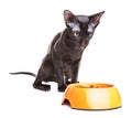 Oriental Shorthair Cat Eats Pet Food Royalty Free Stock Photo