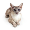 Oriental Shorthair Cat Isolated on White Royalty Free Stock Photo