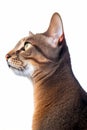 an oriental shorthair cat is looking to the side