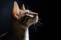 an oriental shorthair cat is looking up in the dark