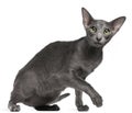 Oriental Shorthair cat, 10 months old Royalty Free Stock Photo