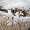 Oriental Shorthair cat is 10 months old Royalty Free Stock Photo