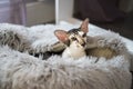 Oriental Shorthair cat is 10 months old Royalty Free Stock Photo