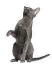 Oriental Shorthair cat, 10 months old Royalty Free Stock Photo