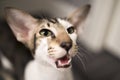 Oriental Shorthair cat is 10 months old Royalty Free Stock Photo