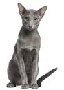 Oriental Shorthair cat, 10 months old Royalty Free Stock Photo