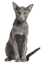 Oriental Shorthair cat, 10 months old