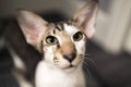 Oriental Shorthair cat, 10 months old Royalty Free Stock Photo