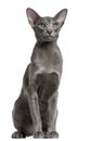 Oriental Shorthair cat, 10 months old Royalty Free Stock Photo