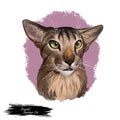 Oriental Shorthair Cat portrait isolated on white. Digital art illustration home pet portrait, pussy kitten t-shirt print, vet Royalty Free Stock Photo