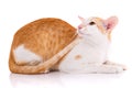 Oriental Shorthair cat, portrait on white Royalty Free Stock Photo