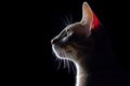 an oriental shorthair cat is silhouetted against a black background