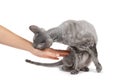 Oriental shorthair cat sitting and biting hand, gray animal pet, domestic kitty, purebred Cornish Rex. Isolated on white backgroun Royalty Free Stock Photo