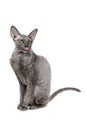 Oriental shorthair cat sitting and shows pink tongue, gray animal pet, domestic kitty, purebred Cornish Rex. Isolated on white bac Royalty Free Stock Photo