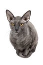 Oriental shorthair cat sitting and starring, gray animal pet, domestic kitty, purebred Cornish Rex. Isolated on white background Royalty Free Stock Photo